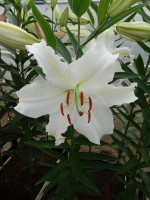 [4285 Castellani VWS No02.JPG]